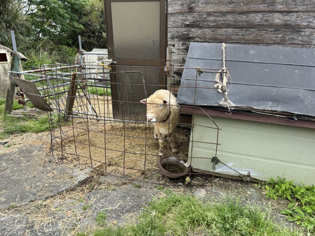 関口牧場で飼育されている羊