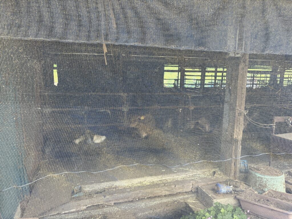 関口牧場で飼育されている牛たち