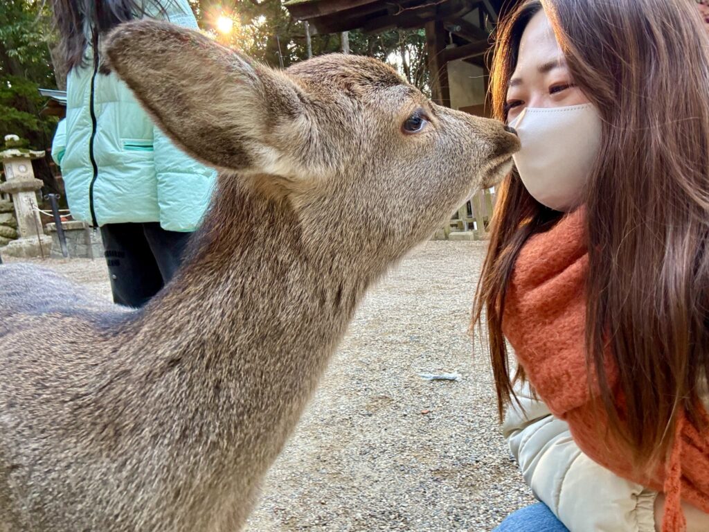 春日大社の鹿とますお