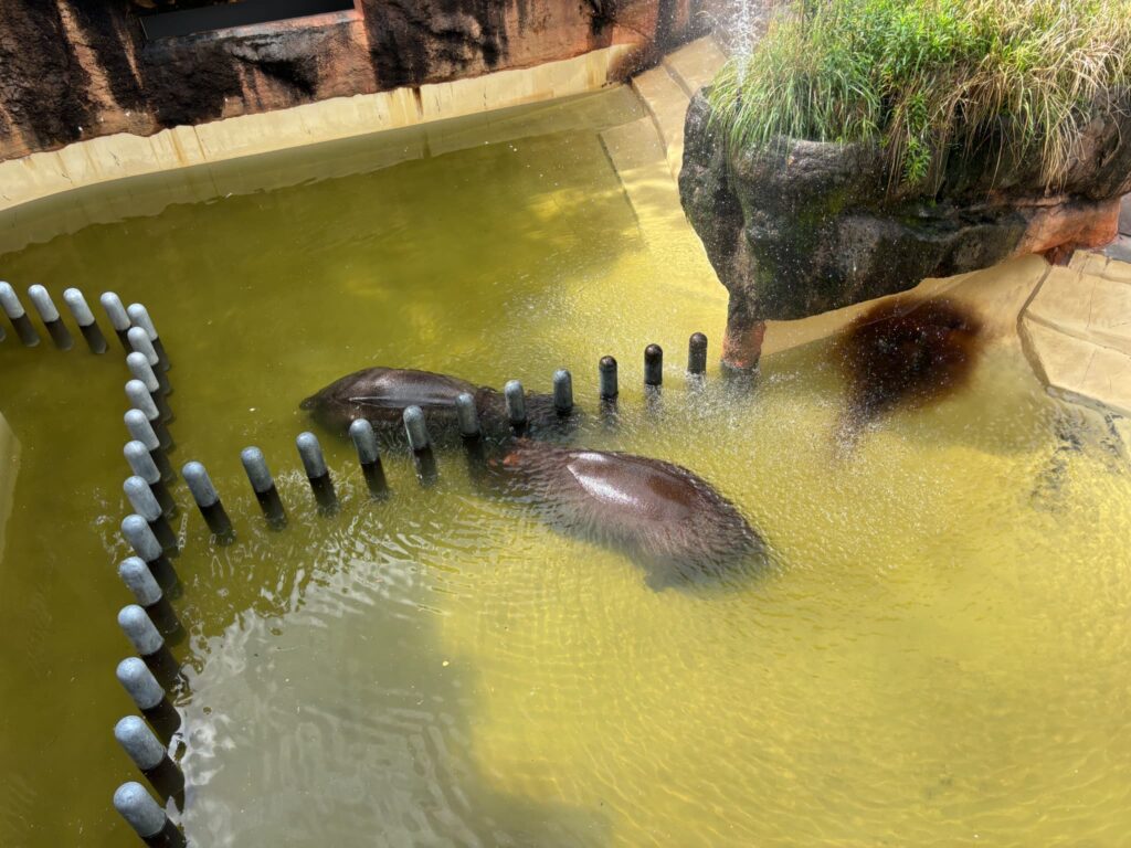 平川動物園のカバ