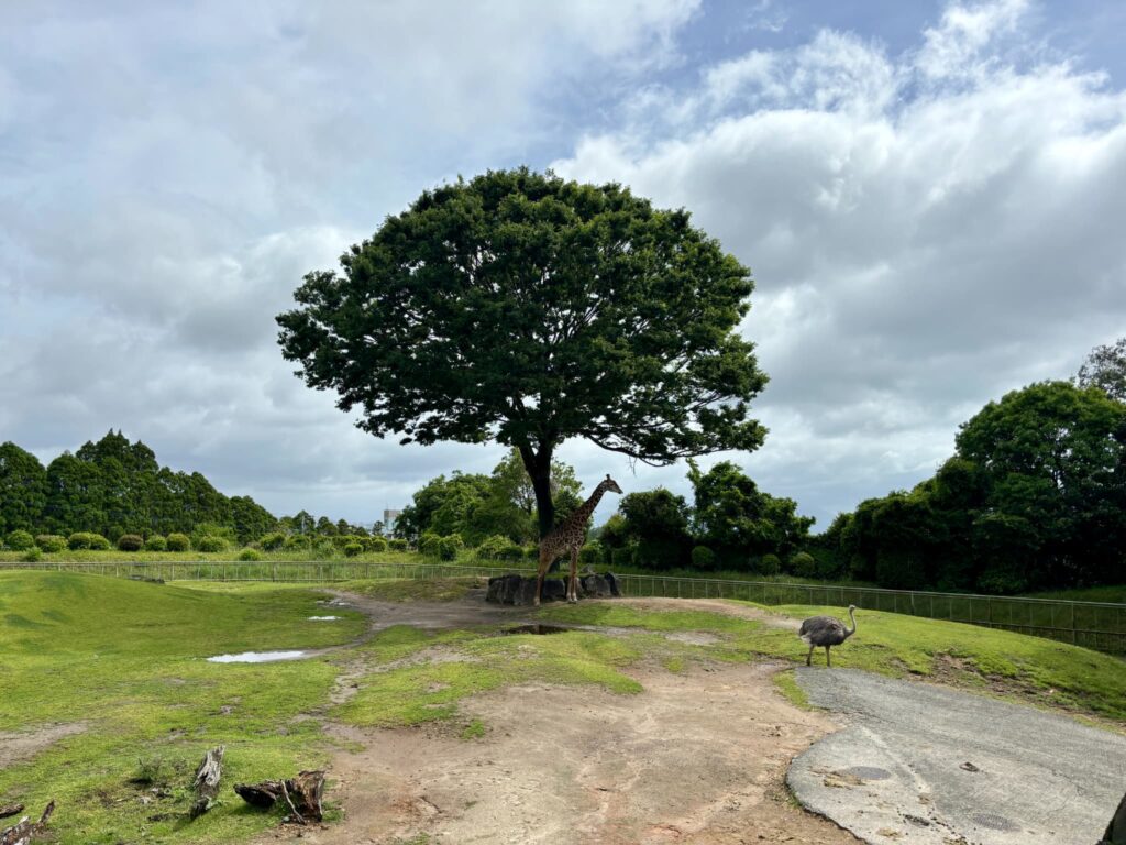 大きな木のしたの動物たち