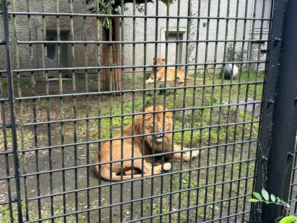 平川動物園のライオン
