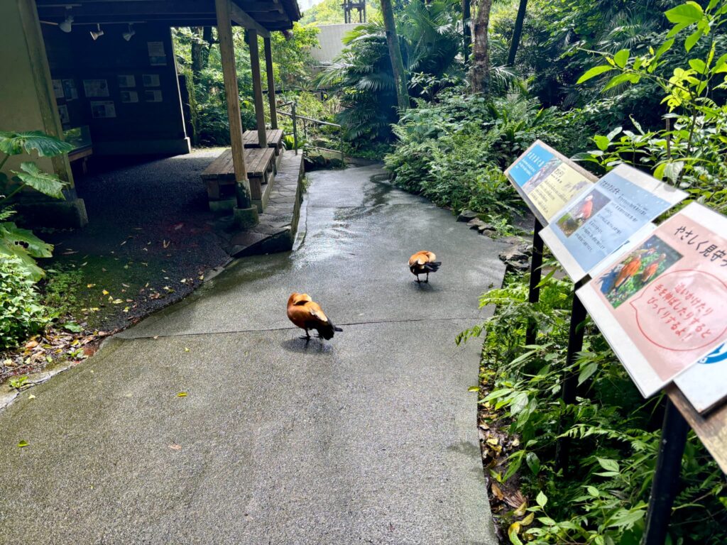 平川動物園の鳥館