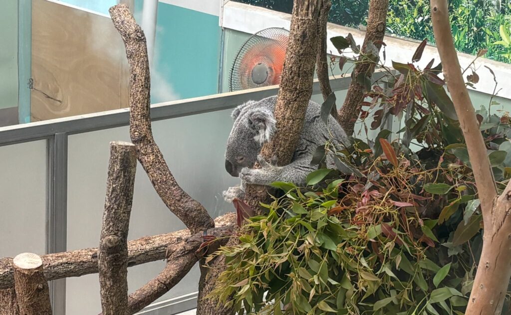 お昼寝中のコアラ
