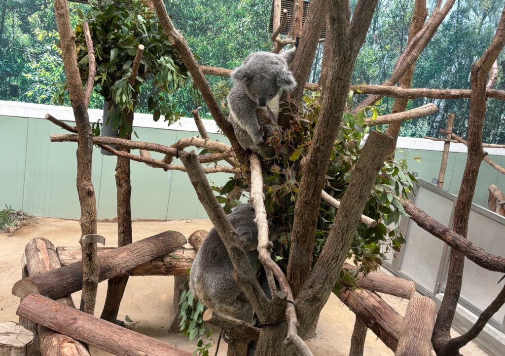 下のコアラが気になるコアラ