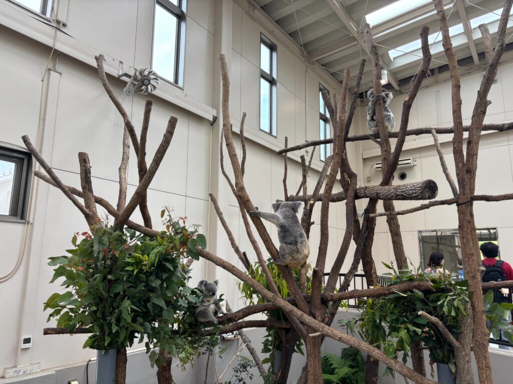 コアラ館のコアラたち