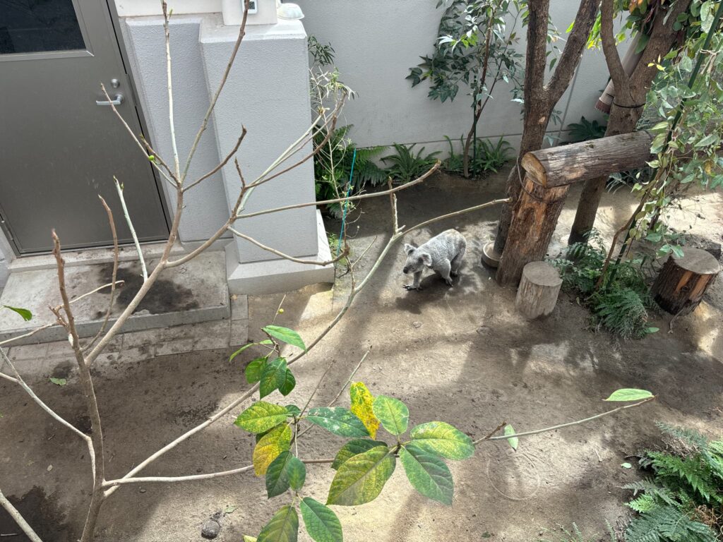 地面を歩くコアラ