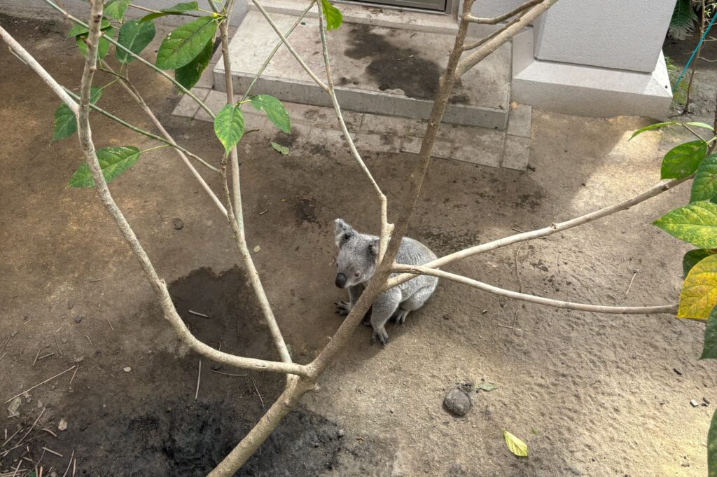 立ち止まるコアラ