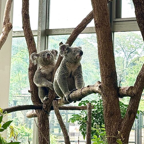 平川動物園のコアラ館
