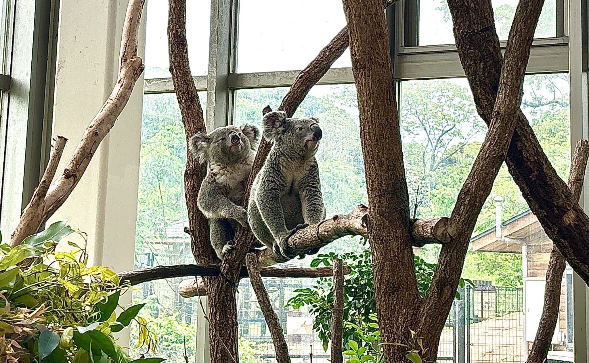 平川動物園のコアラ館