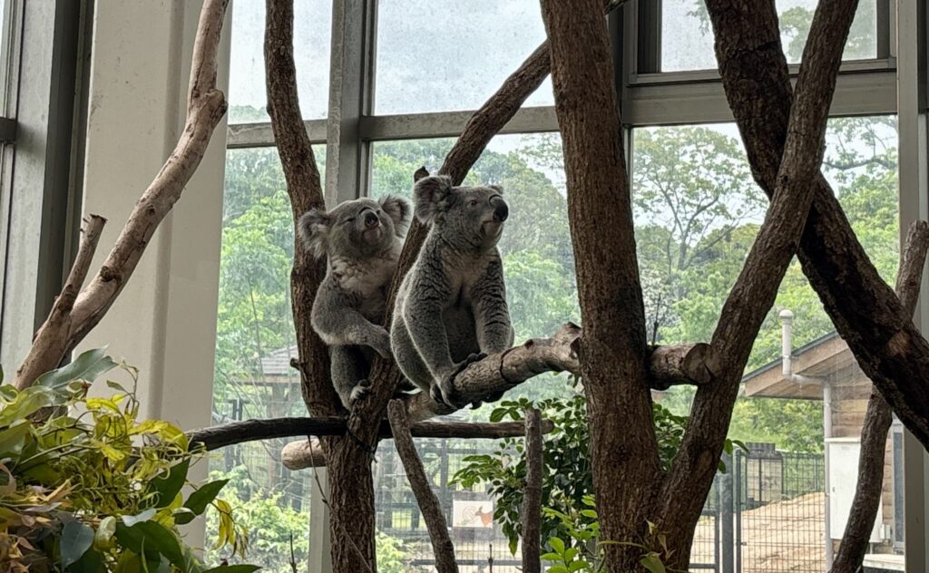 2匹のコアラ