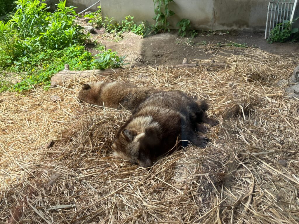 平川動物園のたぬき