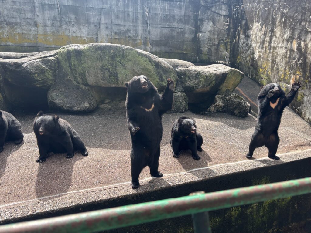 りんごが欲しいクマさん
