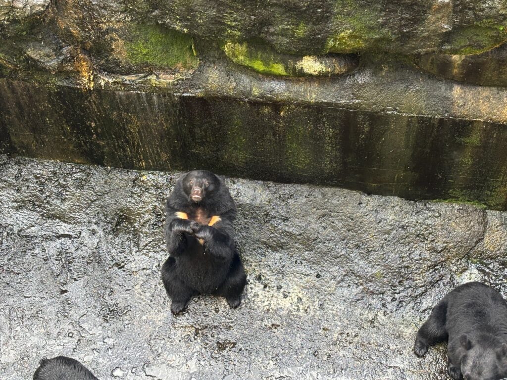 おねだりポーズで見上げてくるあざといクマさん