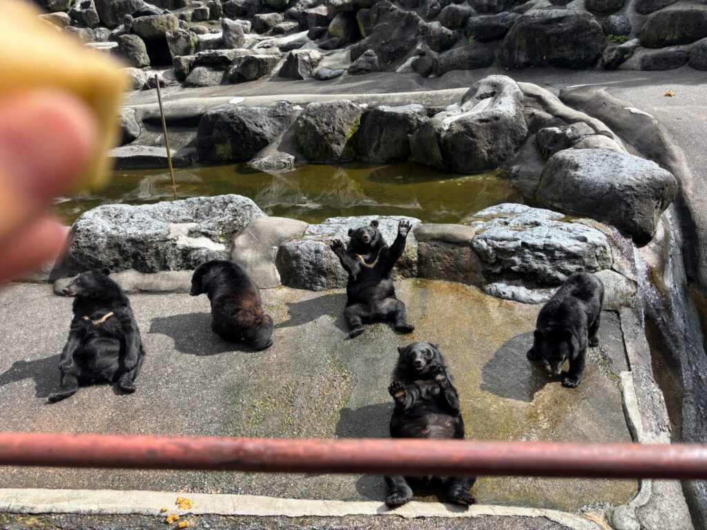 座りながら両手をあげてアピールするクマさん
