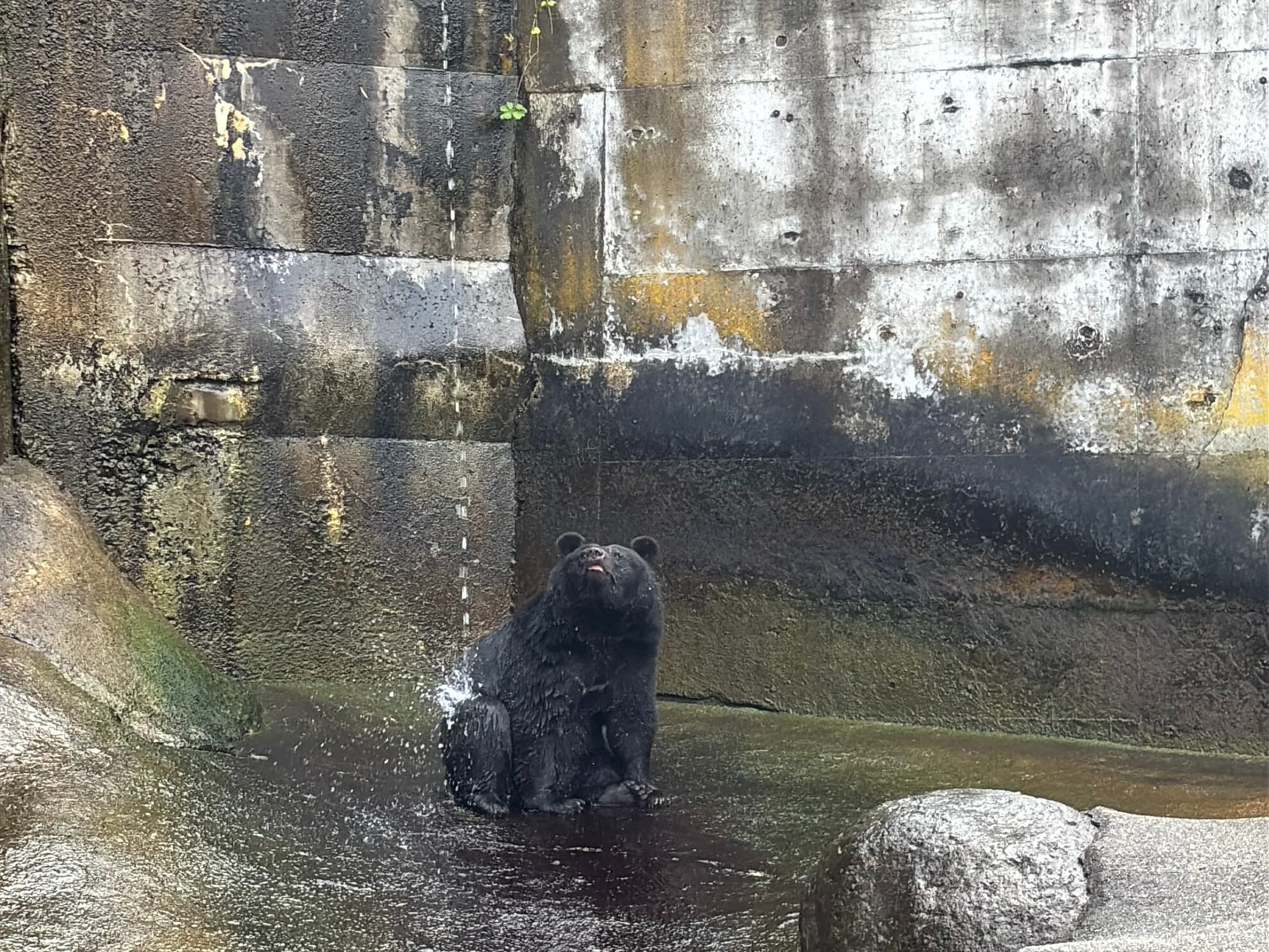 水浴び中のクマさん