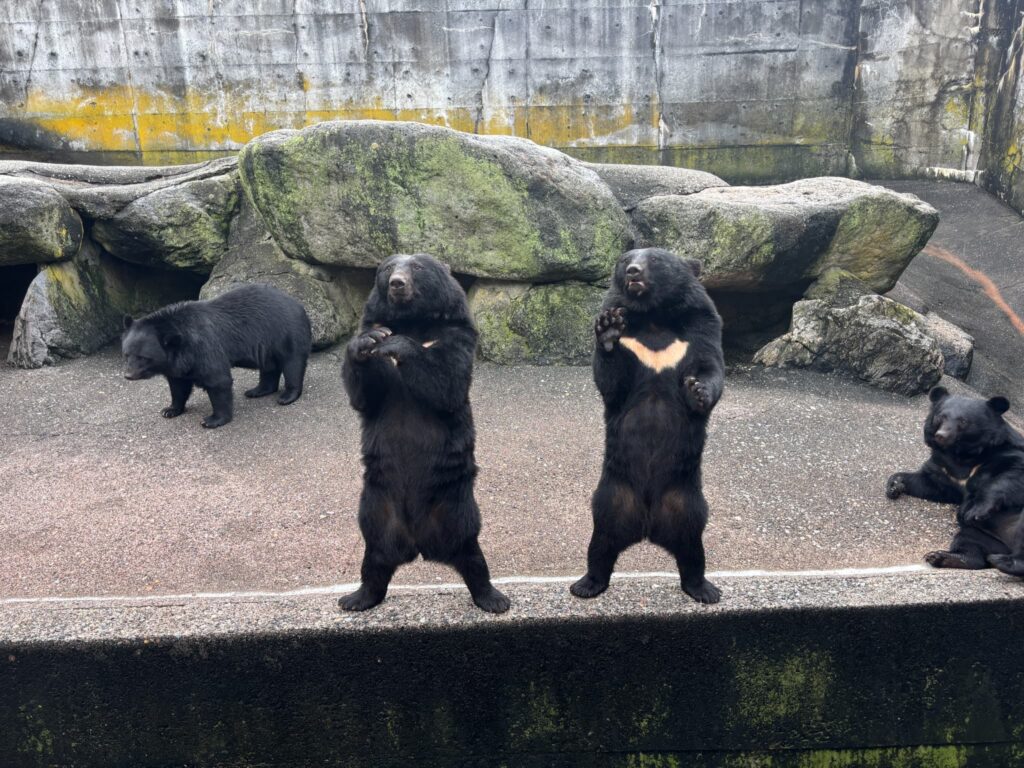 エサをおねだりしてるくまさん