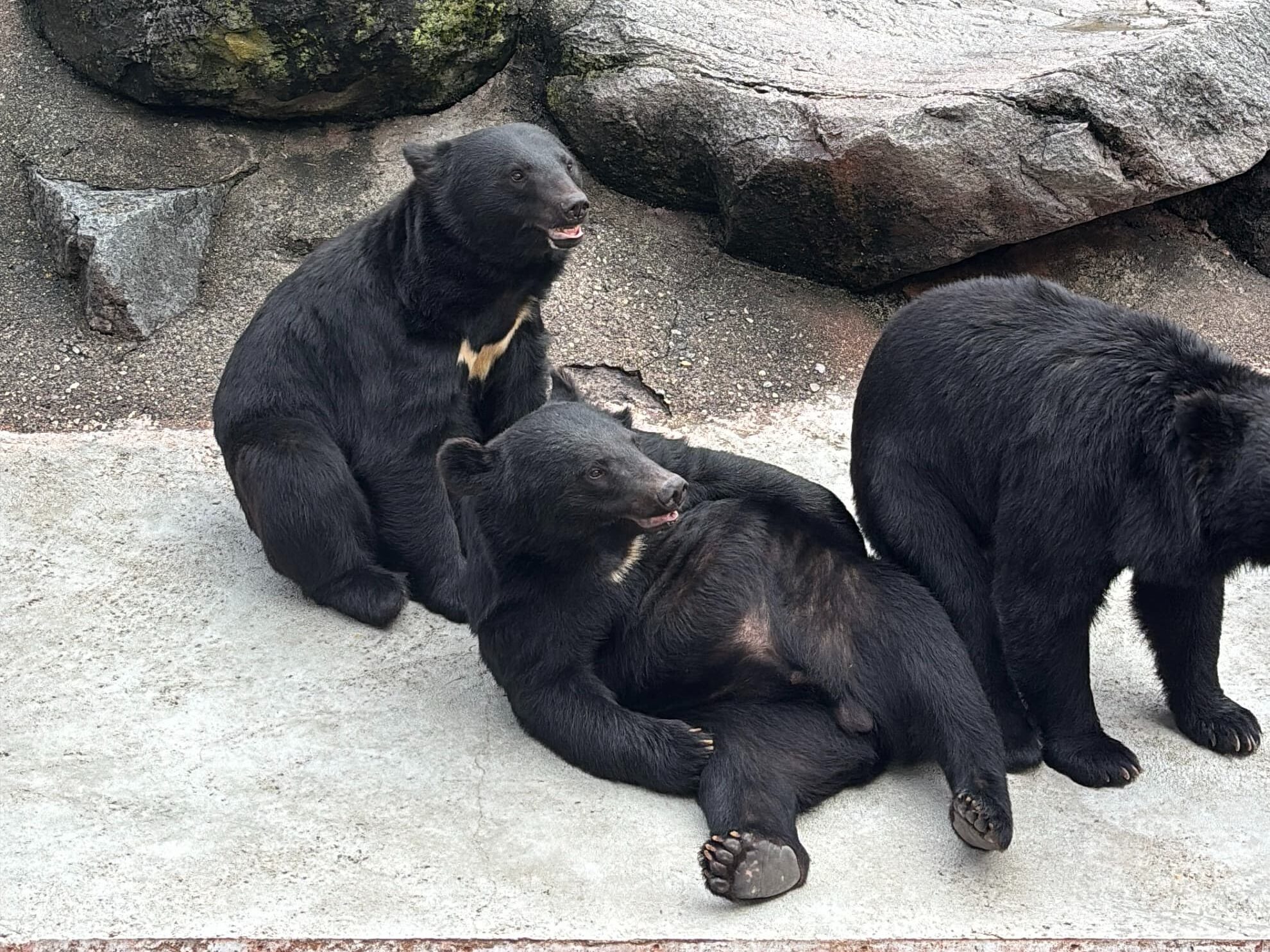 おしりが痒いクマさん