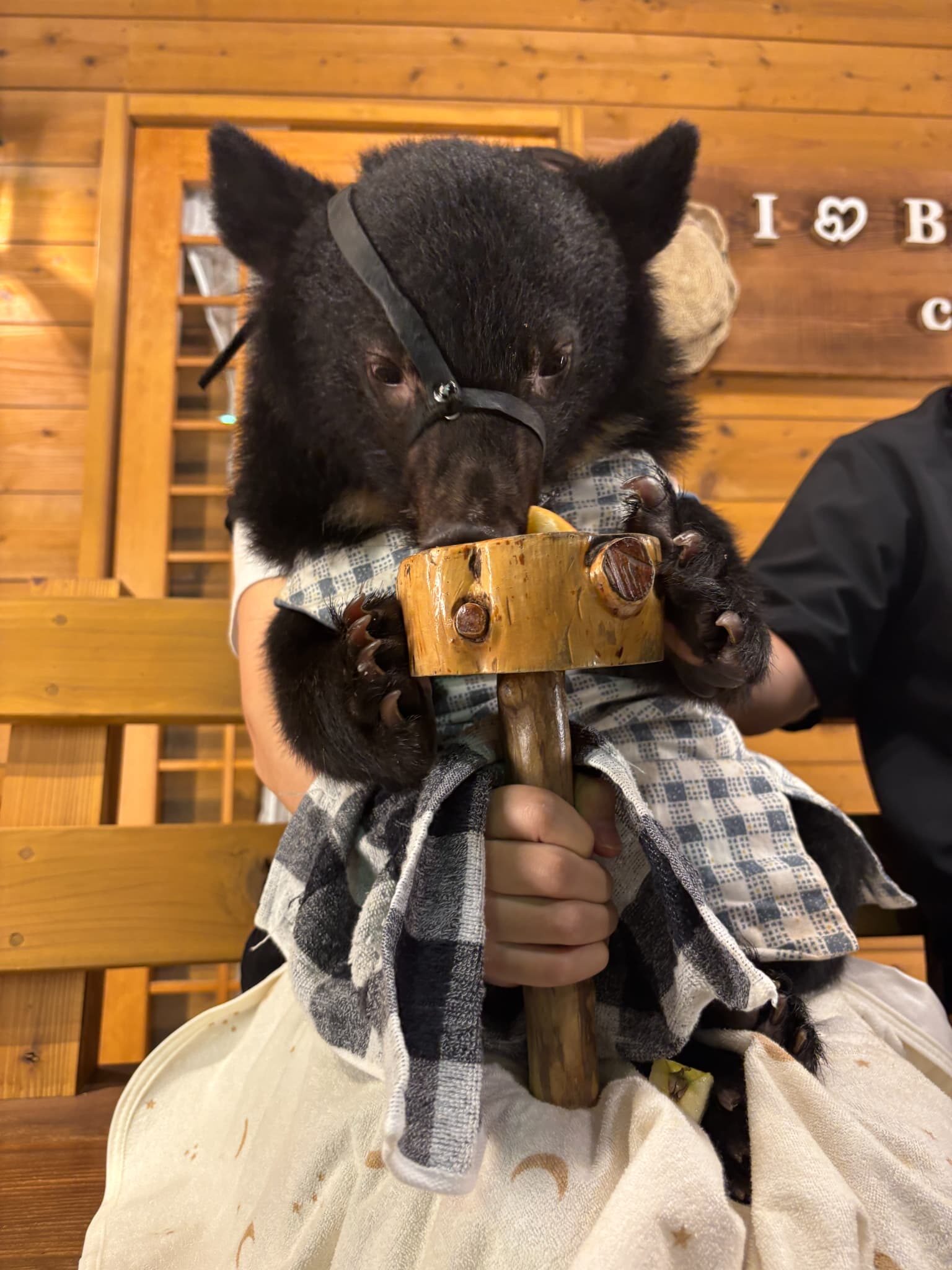 エサを食べるこぐま