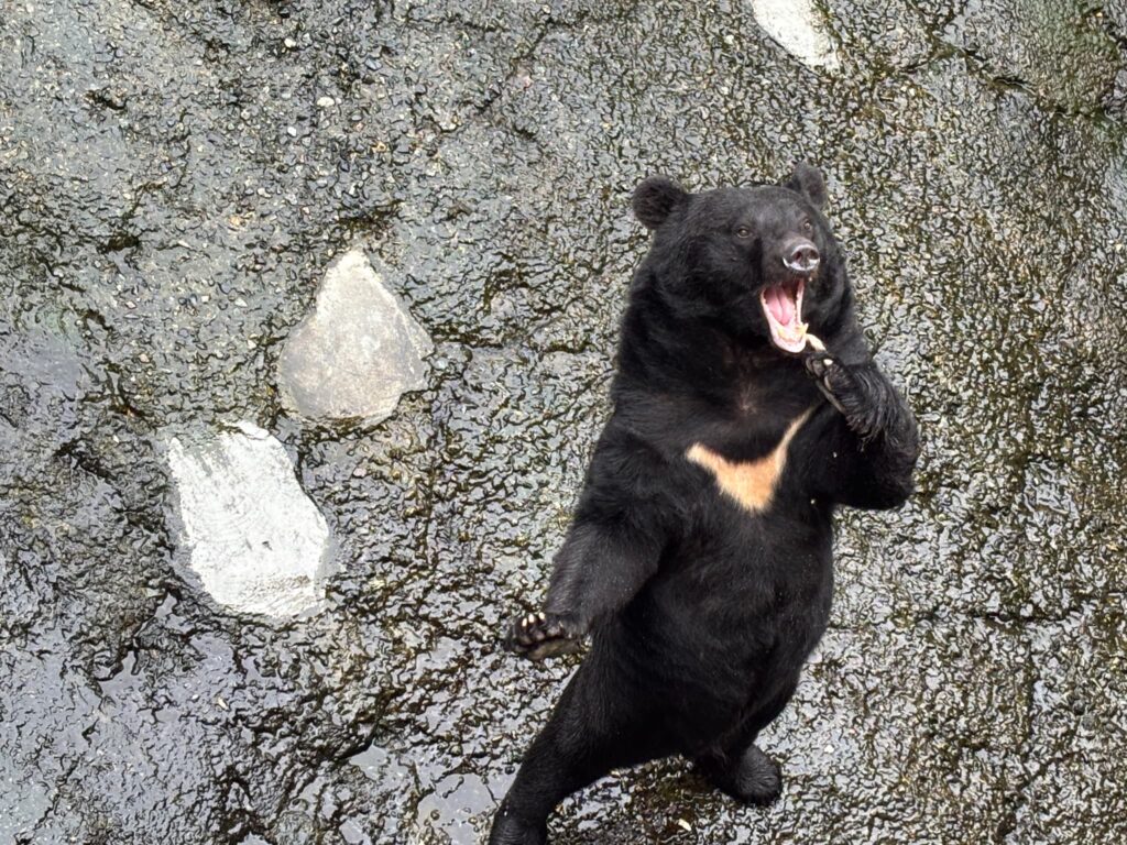 口開けておねだりクマさん