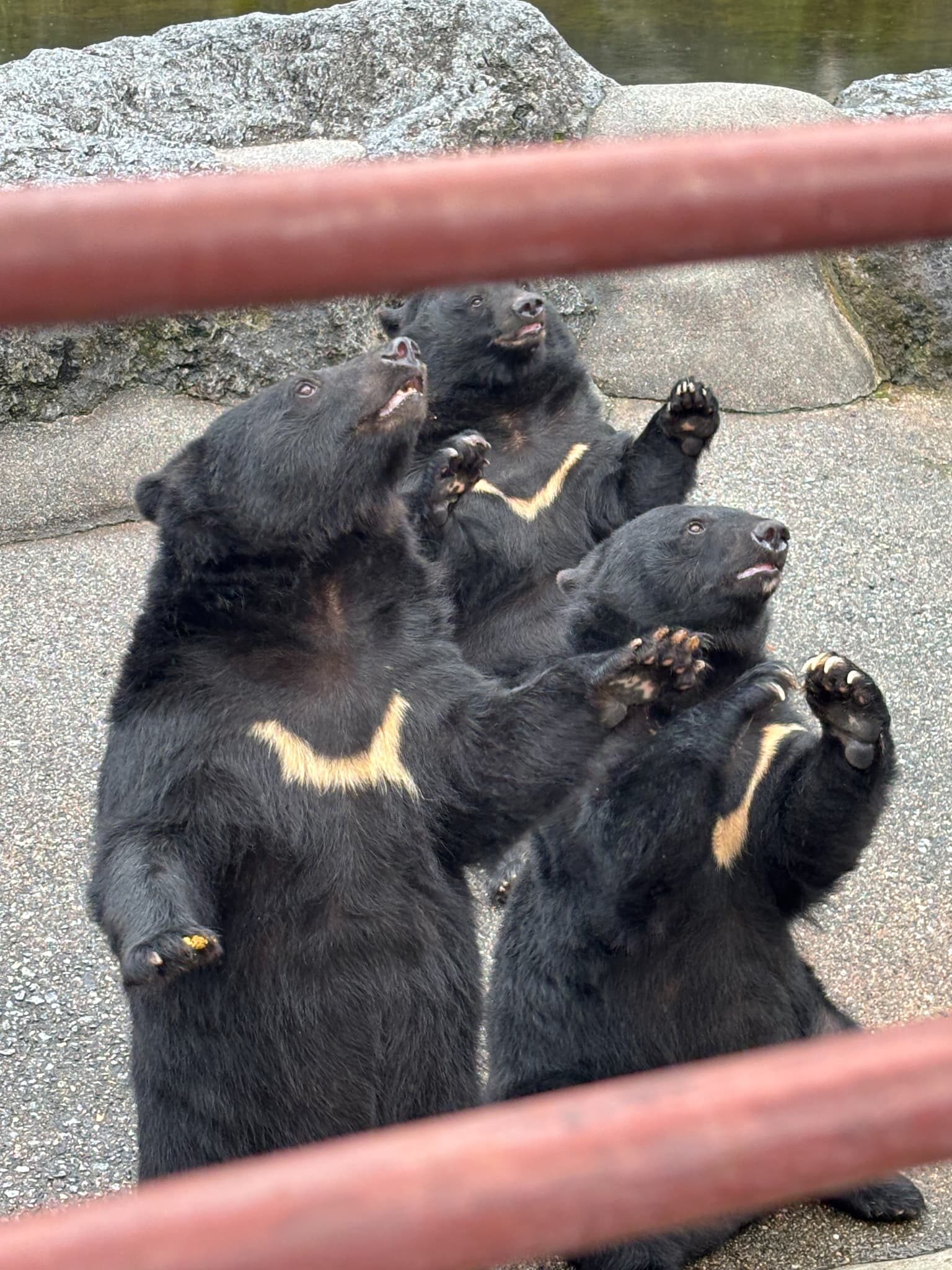 同じエサを狙ってるクマさんズ