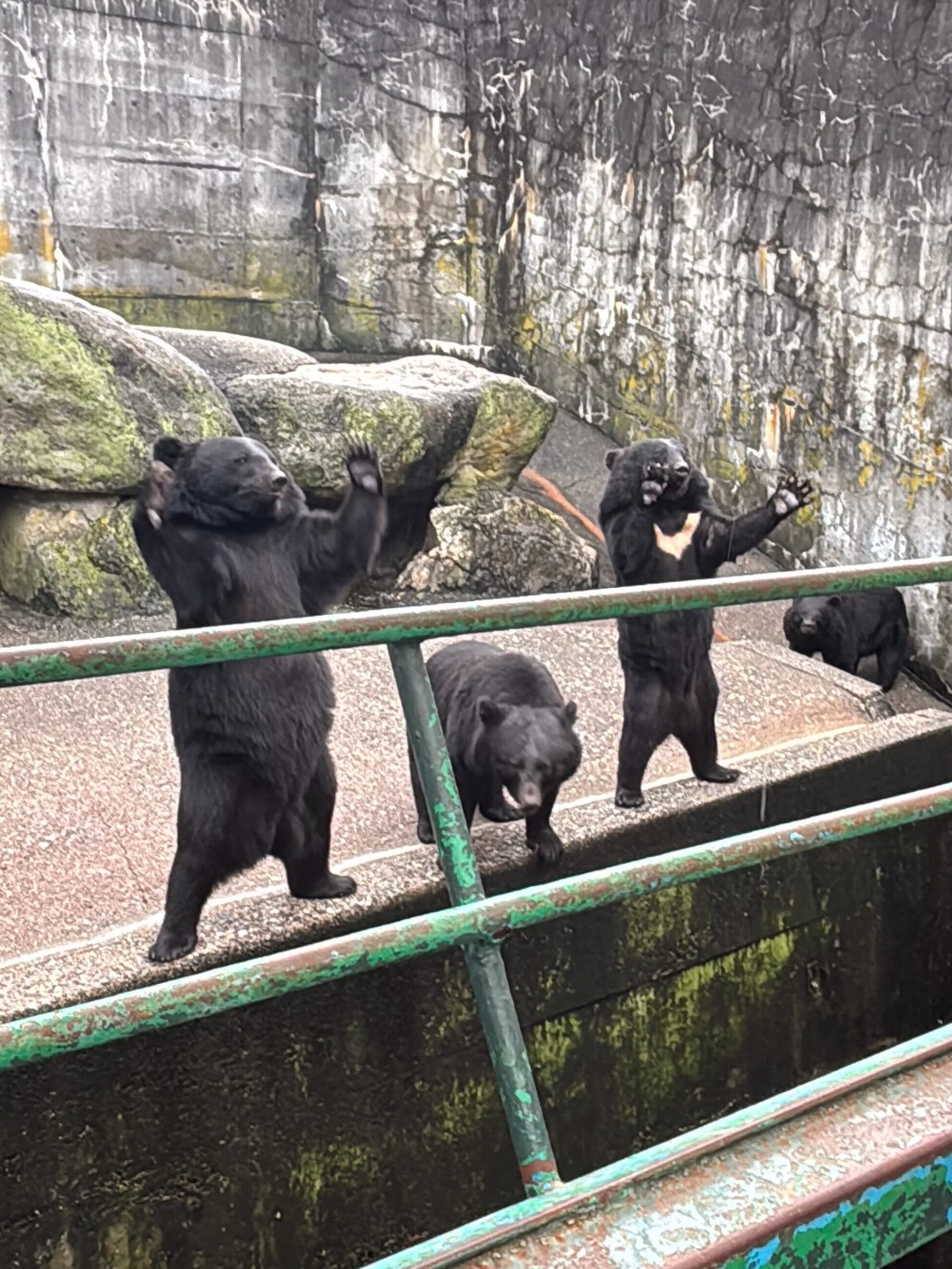 堂々の仁王立ちクマさんズ